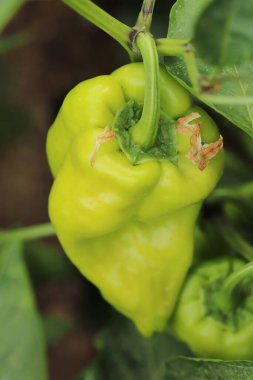 Bahçede yetişen yeşil biberler.