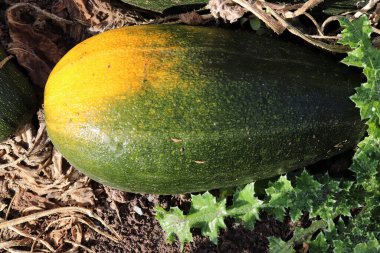 Bahçede taze kabak yetişiyor.