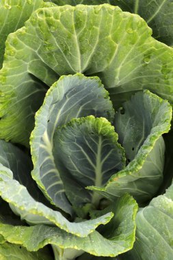 Yakın plan taze lahana. Çiftlikten organik lahana. Sağlıklı sebzeler yetiştirmek.