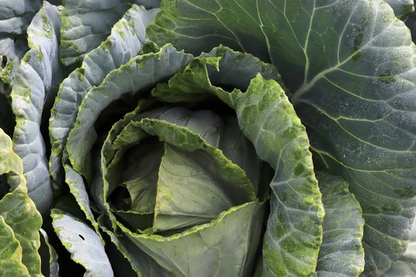 Fresh Cabbage Close Organic Cabbage Farm Growing Healthy Vegetables — Stock Photo, Image