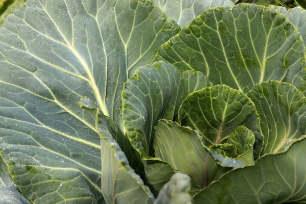 Yakın Plan Taze Lahana Çiftlikten Organik Lahana Sağlıklı Sebzeler Yetiştirmek — Stok fotoğraf