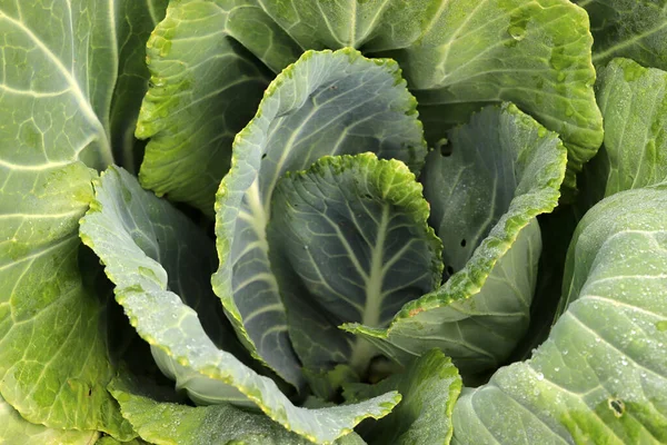 Fresh Cabbage Close Organic Cabbage Farm Growing Healthy Vegetables — Stock Photo, Image