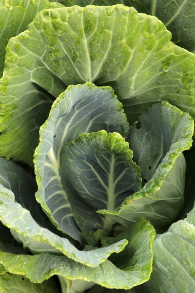 Primer Plano Col Fresca Col Orgánica Granja Cultivo Verduras Saludables —  Fotos de Stock