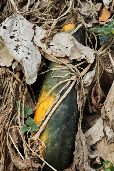 Fresh Zucchini Grown Garden — Stock Photo, Image