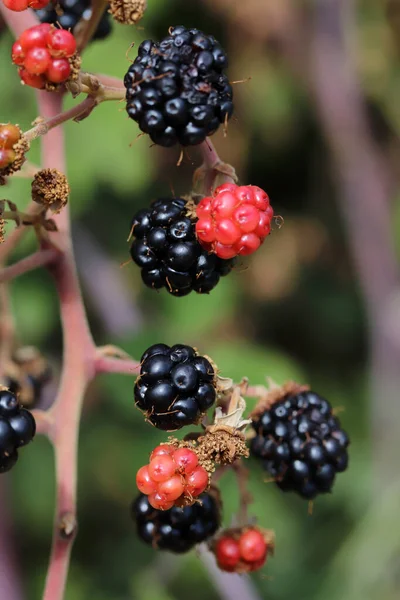 在树林里的红色和黑色的黑莓 — 图库照片