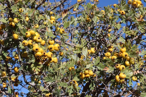 Ηawthorn Φρούτα Στο Κλαδί Του Θάμνου — Φωτογραφία Αρχείου