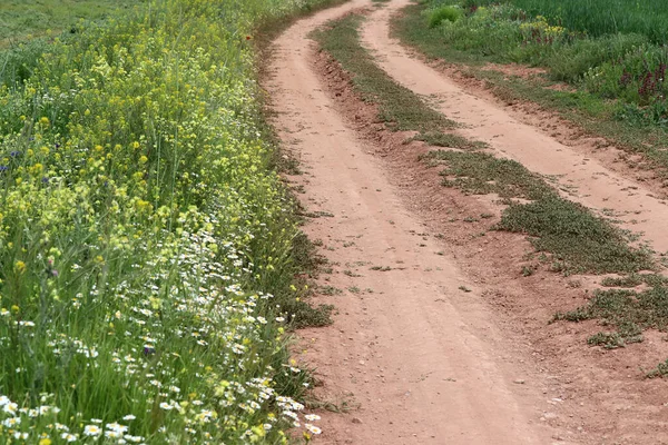 wildflowers and road in spring