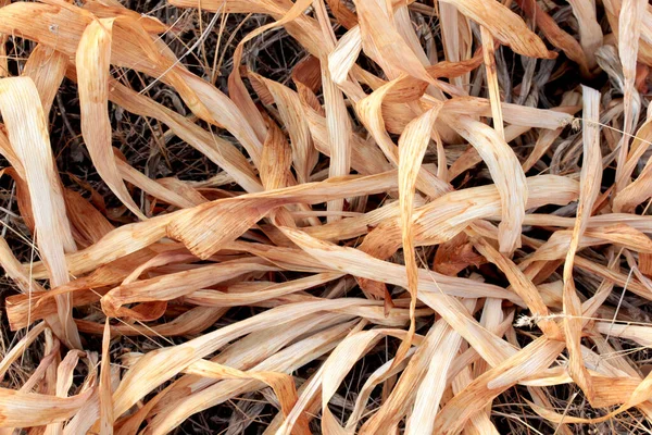 Dry Plant Yellowed Leaves — Stock Photo, Image