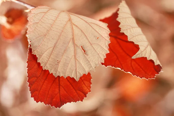 Красные Листья Грядке Осенью — стоковое фото