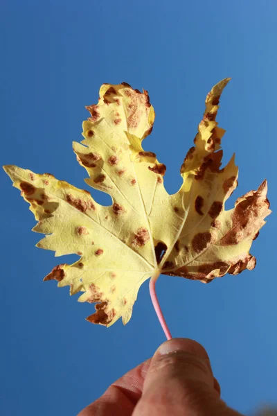 空に向かって黄色の乾燥した葉 — ストック写真