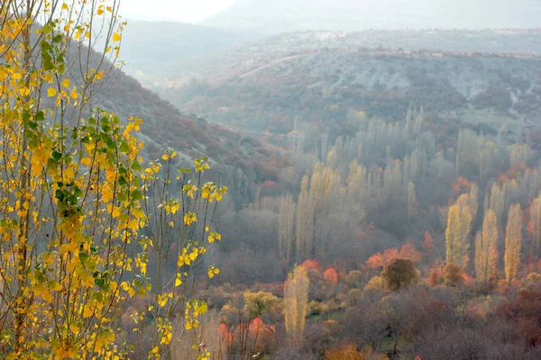 Sonbaharda Doğa Ağaçların Dallarındaki Yaprakların Renk Geçişleri — Stok fotoğraf