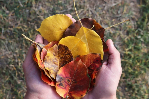 手にカラフルな葉 — ストック写真