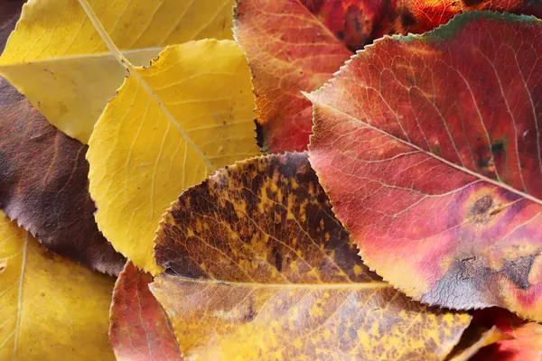 Sturz Bunte Hintergrund Der Gefallenen Herbstblätter — Stockfoto