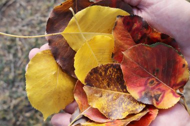 Elinde renkli yapraklar var..