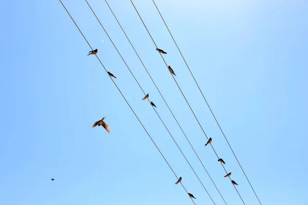 電線の上に立つツバメの群れ — ストック写真