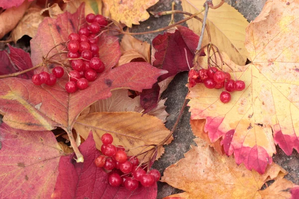 Viburnum Beeren Und Bunte Blätter — Stockfoto