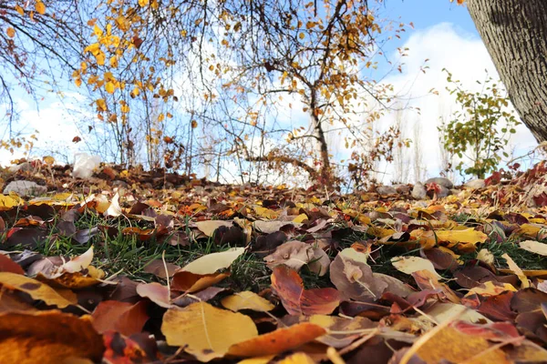 掉下去秋天落叶的色彩斑斓背景 — 图库照片