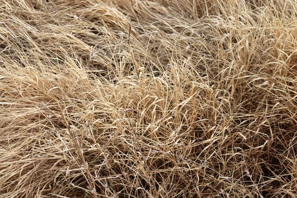 秋天干枯的黄草 — 图库照片
