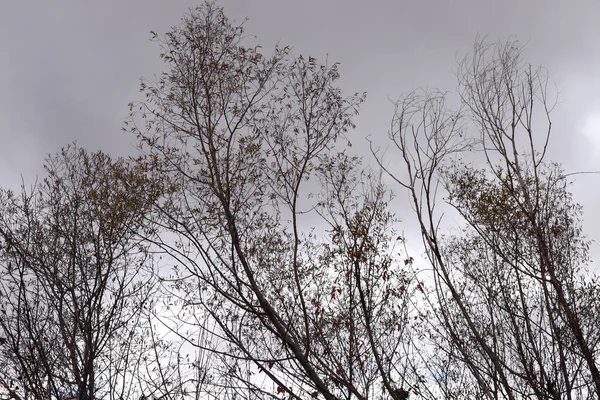 Κλαδιά Του Δέντρου Προς Τον Κρύο Συννεφιασμένο Ουρανό — Φωτογραφία Αρχείου
