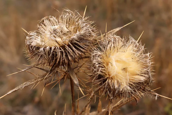 Close Dried Thistle — Stock Photo, Image
