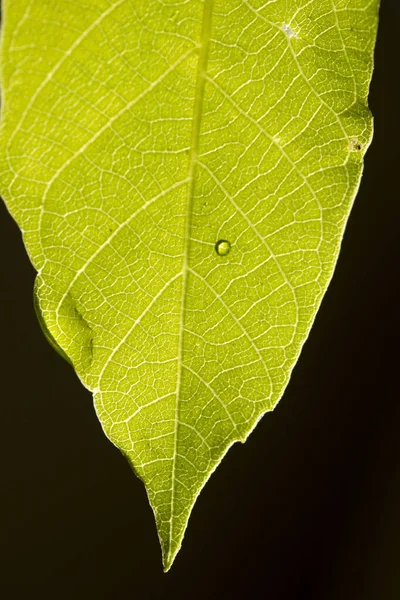 Green Leaf Close Nature Background — Stock Photo, Image