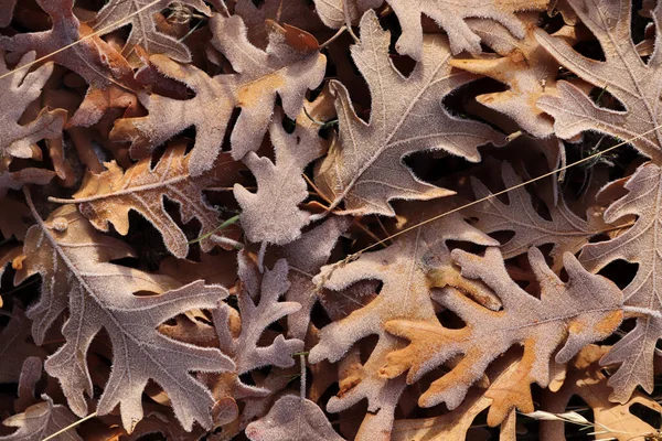 Folhas Outono Cobertas Com Orvalho — Fotografia de Stock