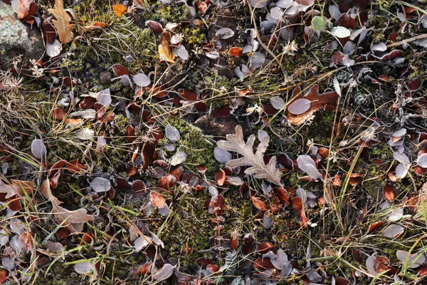 秋には露に覆われた草 — ストック写真