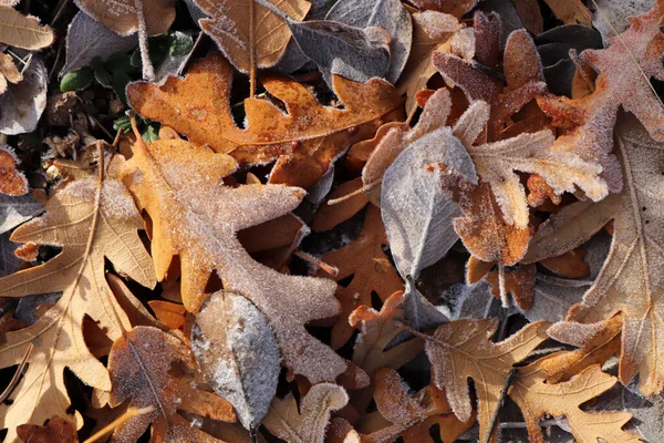 Autumn Leaves Covered Dew — Stock Photo, Image