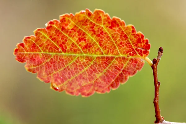 秋の紅葉 自然背景 — ストック写真