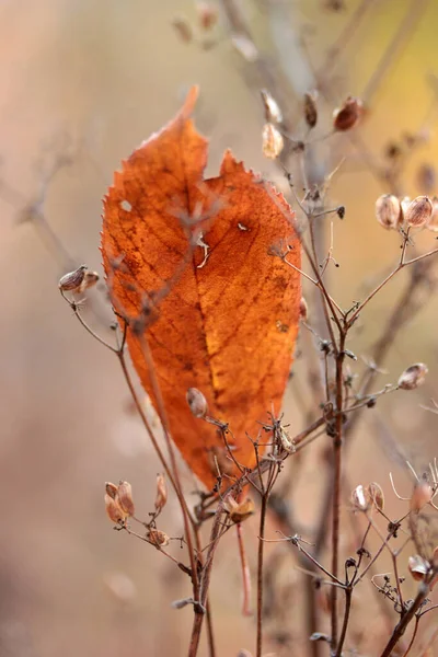 Podzimní Barevné Listy Pozadí Přírody — Stock fotografie