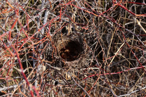 とげのある枝の間の空の鳥小屋 — ストック写真