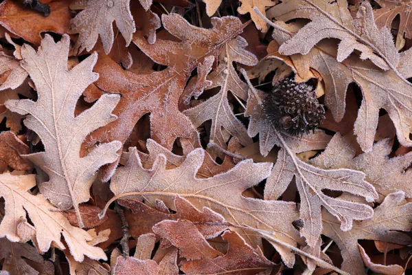 Podzim Listy Pokryté Rosou — Stock fotografie