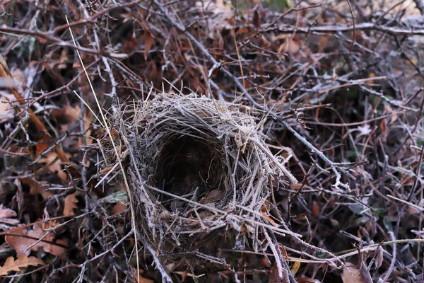 Empty Birdhouse Thorny Branches — Stock Photo, Image