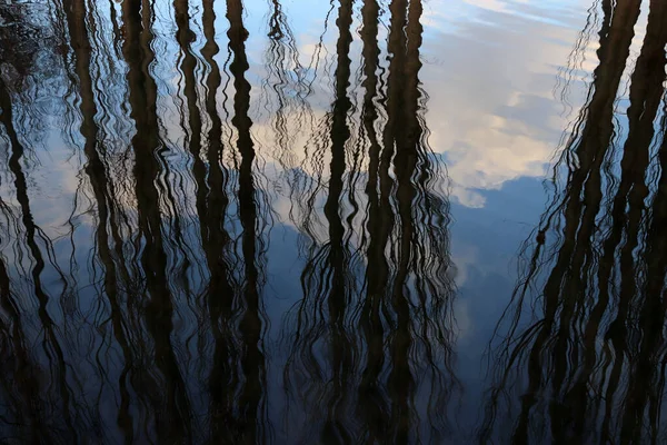 Reflexionen Einer Pappel Die Auf Wasser Fällt — Stockfoto