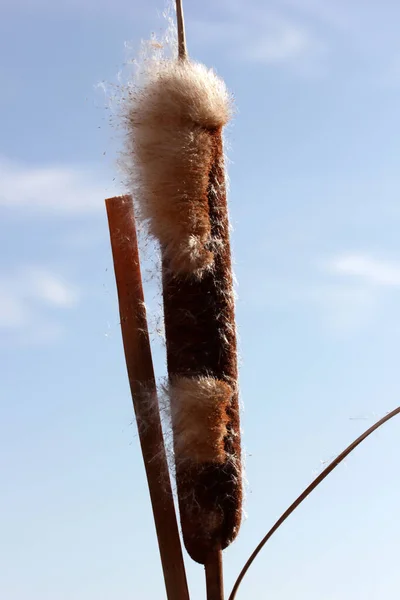 stock image Cattail in winter. . Natural background and texture. 