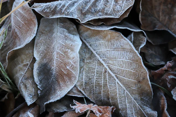 落ち葉の上で霜 紅葉の背景 — ストック写真