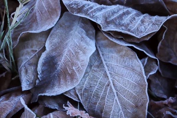 Mráz Spadlém Listí Pozadí Podzimních Listů — Stock fotografie