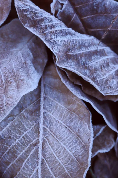 Frost Fallen Leaves Background Autumn Leaves — Stock Photo, Image