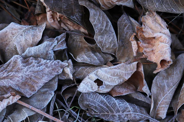 낙엽이 얼어붙었어 배경으로 — 스톡 사진