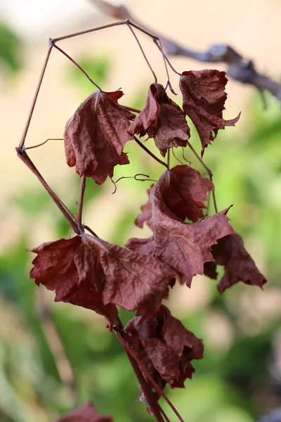 После Сбора Урожая Сухие Листья Винограда — стоковое фото
