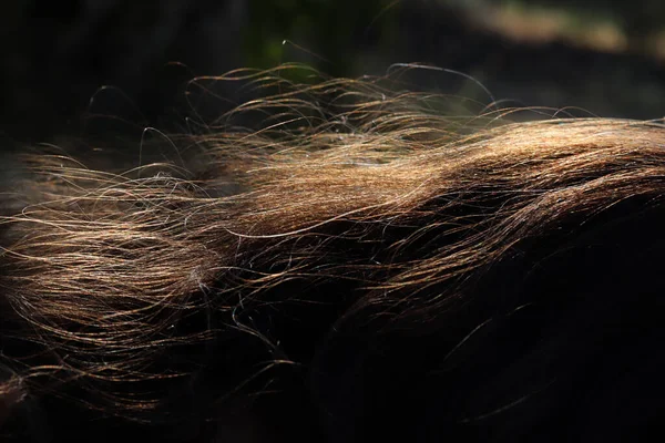 Волосся Пасма Сяють Сонячному Світлі — стокове фото