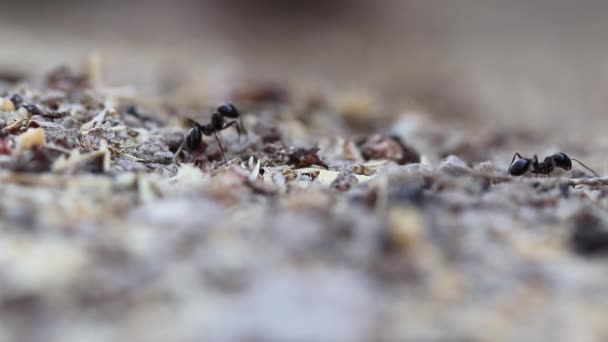 Mieren Die Voedsel Naar Hun Nest Dragen — Stockvideo