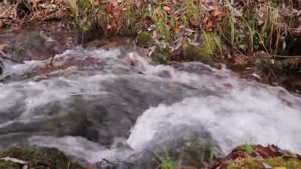 Поток Воды Через Шнурки Ручей Природа Осенью Стоковое Видео