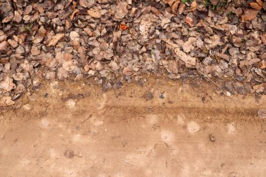 Yolun kenarındaki kuru sonbahar yaprakları