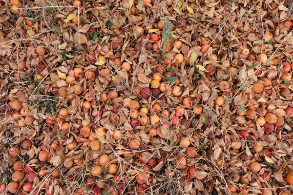 Sonbaharda yere düşen yaban eriği