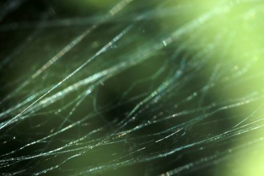 Yakın çekim örümcek ağı. Doğa arkaplanı.