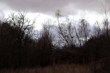 Karanlık gökyüzü. Siluet ağaçları. Bush bölgesi.