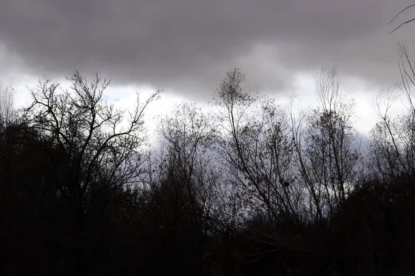 Ciemne Niebo Drzewa Sylwetki Obszar Krzewu — Zdjęcie stockowe