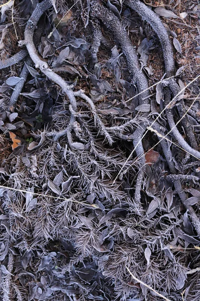 Der Dorn Ist Mit Frost Bedeckt — Stockfoto