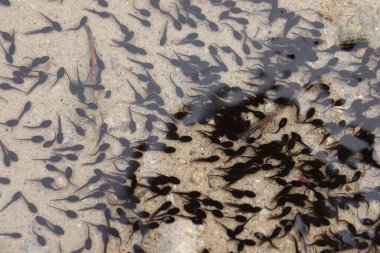 swarm iribaşlar göle yaz aylarında yüzme.